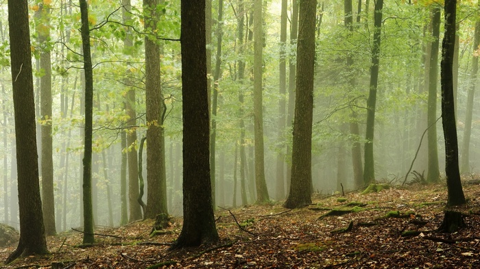 Misty forest with tall trees and fallen leaves