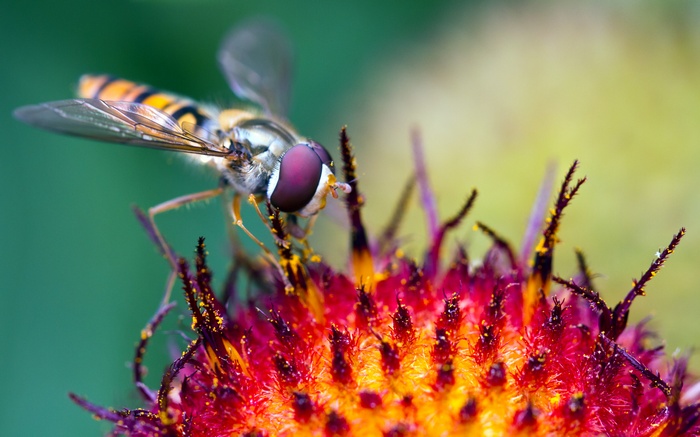 Hoverfly on a flower collecting pollen