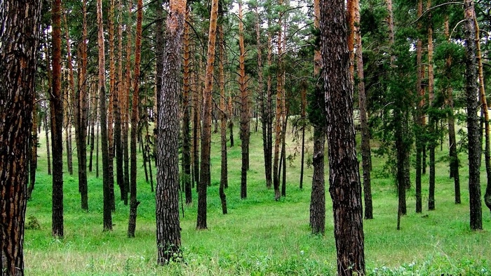 Pine forest with green grass