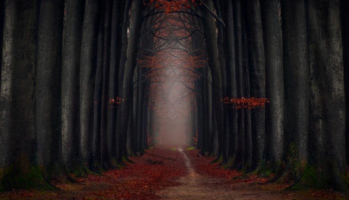 Autumn, Path, Forest, 5K, Autumn leaves, Foliage, Foggy