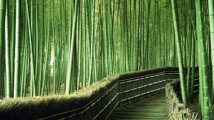 Bamboo forest with a stone staircase and railing