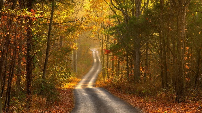 Winding road through an autumn forest with fallen leaves
