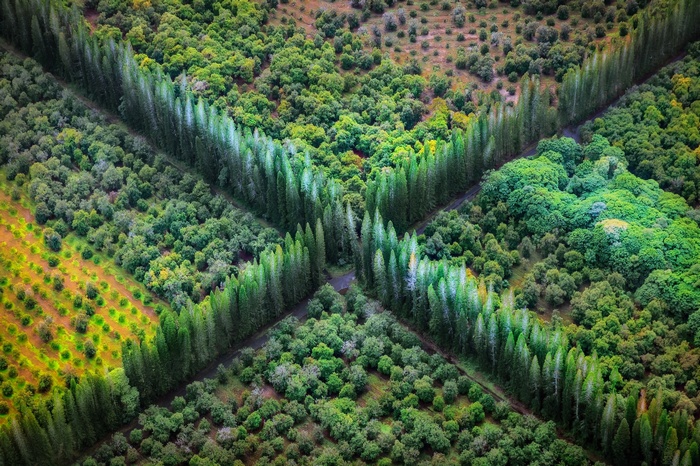 Aerial view of intersecting tree lines and agricultural fields in Hawaii