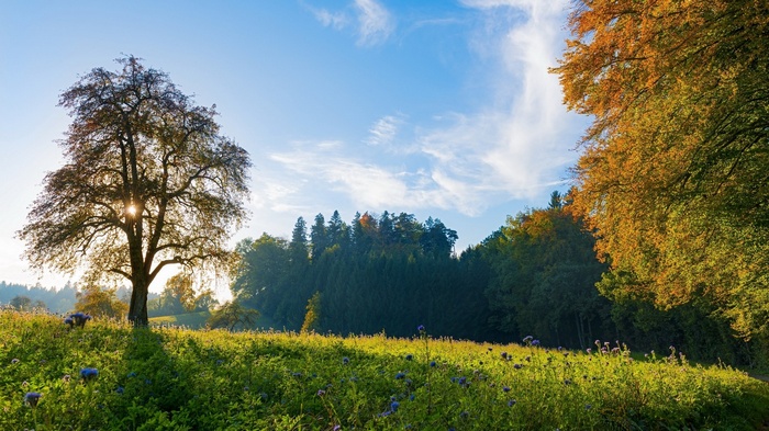 Autumn trees and meadow with sunbeams