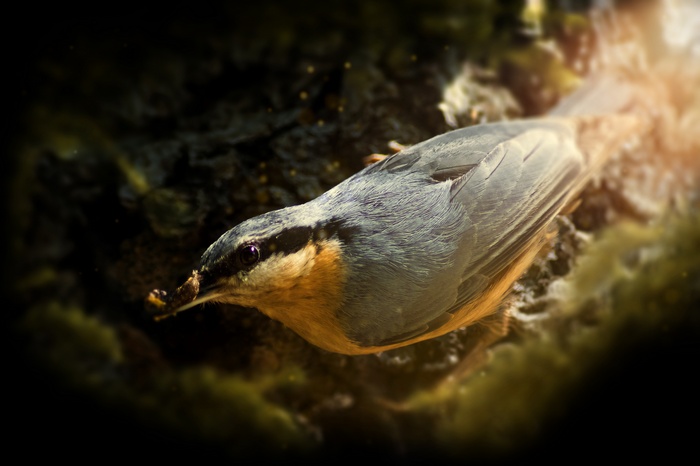 Nuthatch bird with food in its beak on a tree