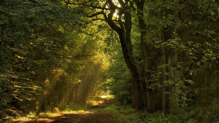 Sunlight filtering through trees onto a forest path