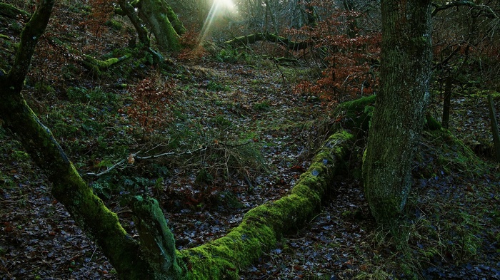 Mossy fallen tree in a sunlit forest
