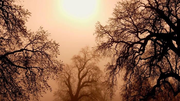 Bare trees silhouetted against a hazy, orange sky