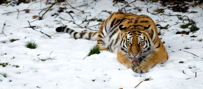 Tiger licking its paw in the snow