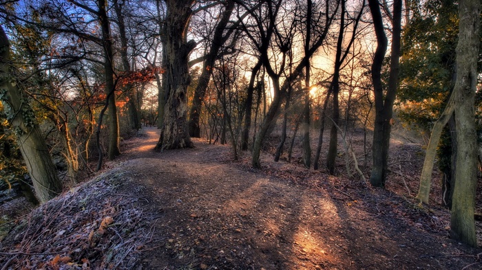 Sunlight through trees on a forest path