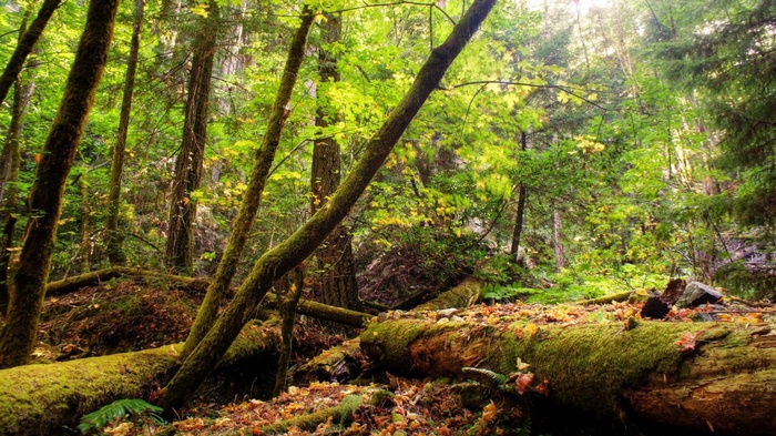 Moss-covered logs and trees in a sunlit forest