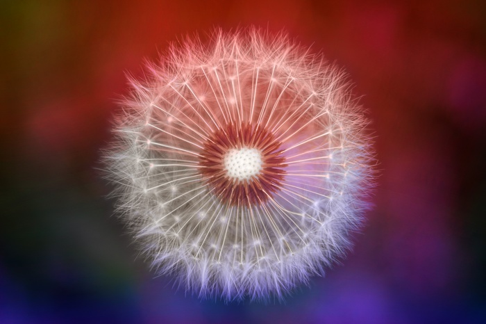 Macro Dandelion Bloom with Bokeh