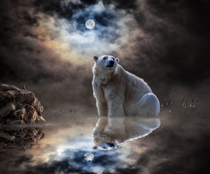 Polar bear and man on rocks under the moon