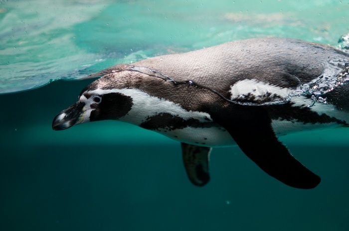 Penguin Swimming Underwater in Aquarium 4K