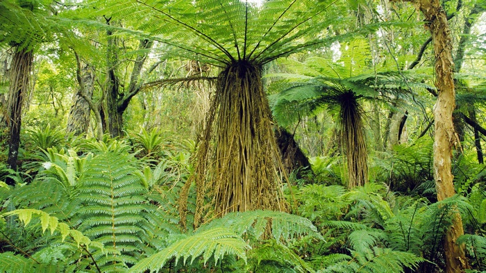 Dense forest with large ferns and trees
