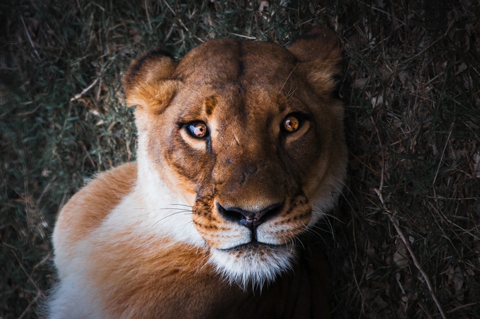 Close up of a female lion