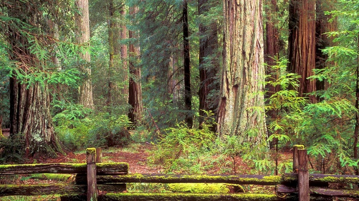 Redwood forest with a rustic wooden fence