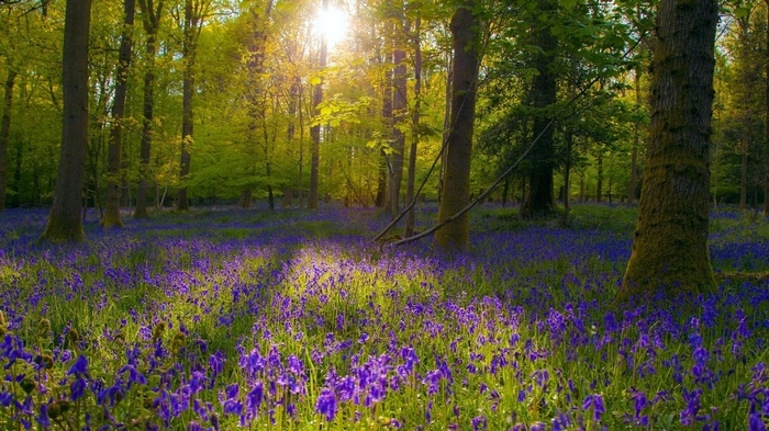 Sunlight streams through a forest floor covered in bluebells