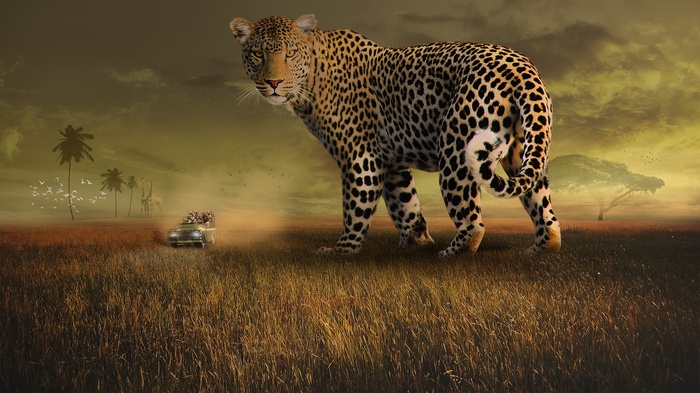 4K Safari with Leopard and Tourists