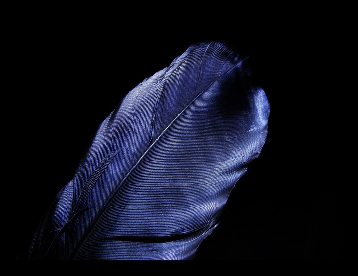 Blue feather on black background