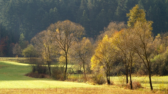 Autumn trees in a sunlit meadow with a forest background