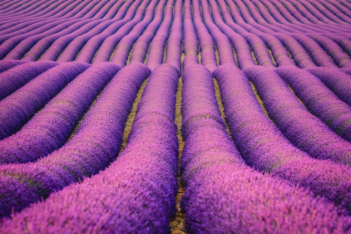 Rows of purple lavender in a field