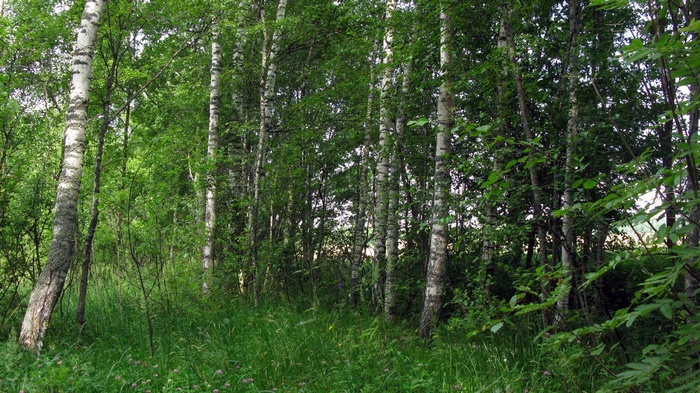 Birch trees in a green forest with tall grass