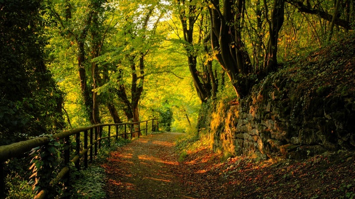Path through a sunlit forest with a stone wall