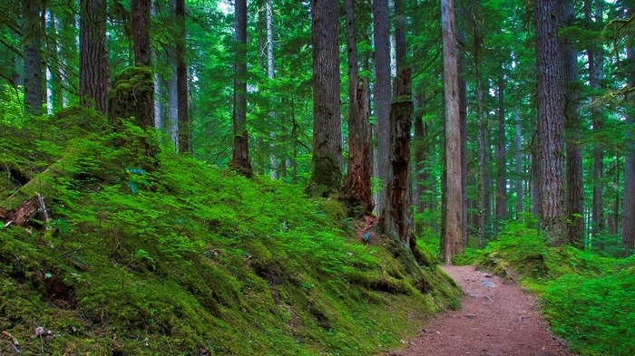 A forest path winds through a mossy, green woodland.