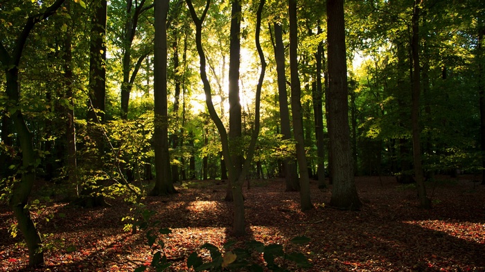 Sunlight filtering through trees in a forest