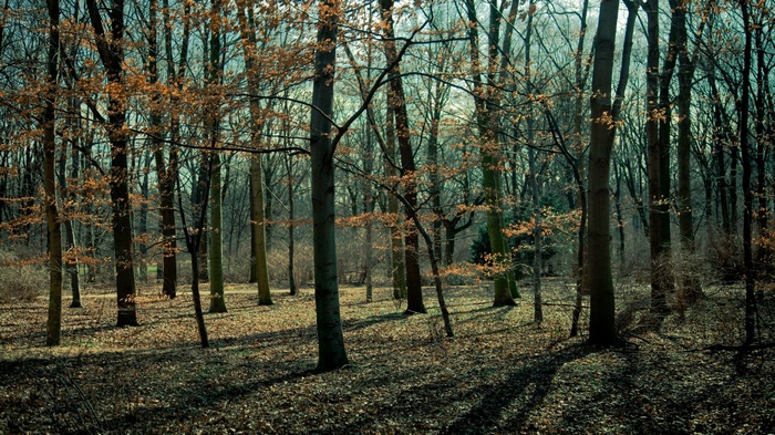 Bare trees in a forest with fallen leaves