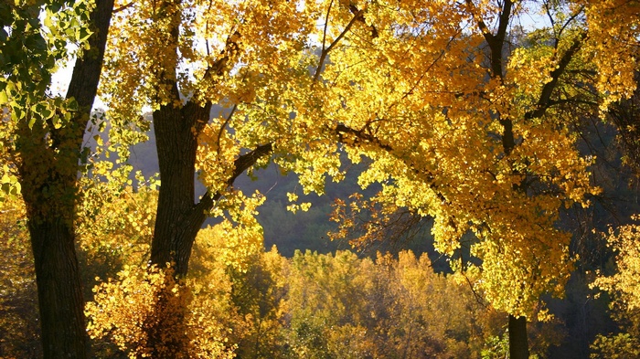 Trees with yellow autumn leaves