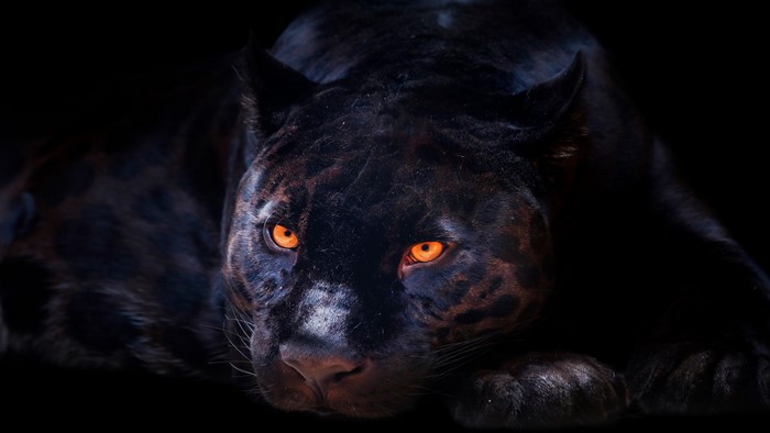 4K Black Panther with Glowing Eyes