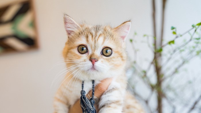 Golden British Shorthair kitten with big eyes