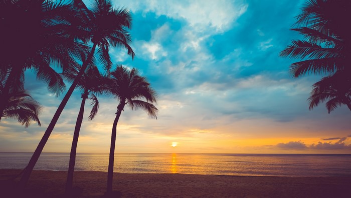 Sunset over the ocean with palm trees