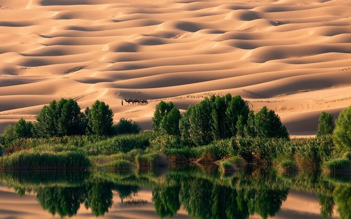 Camels crossing sand dunes near a lake with trees
