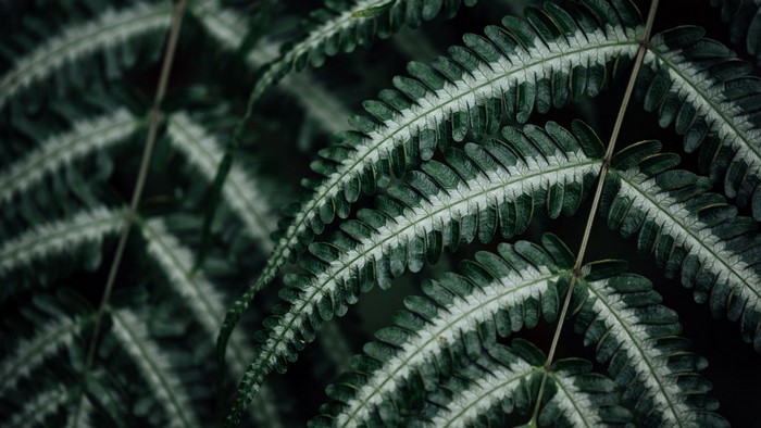 Close-up of a dark green fern frond