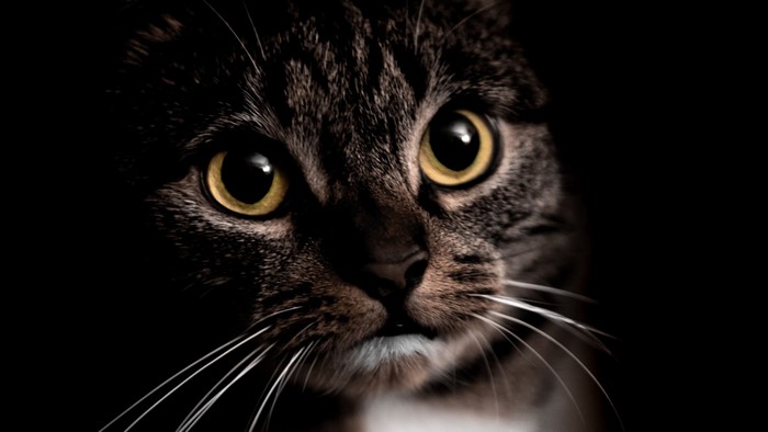 Close-up of a tabby cat's face