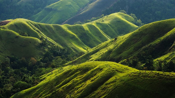 Rolling green hills with trees