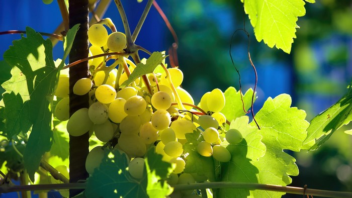 4K Grapes on a Vine