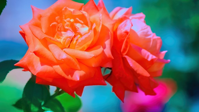 4K orange roses