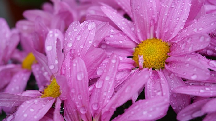 Pink daisies with water droplets