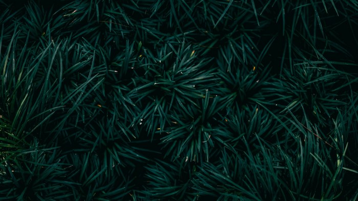 Dark green pine needles close-up