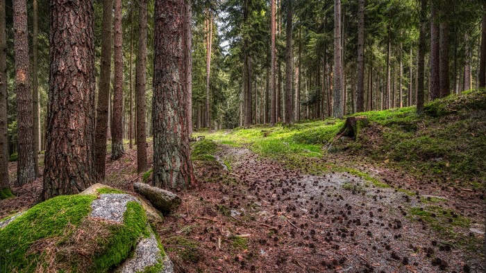 4K Forest Path with Pine Cones