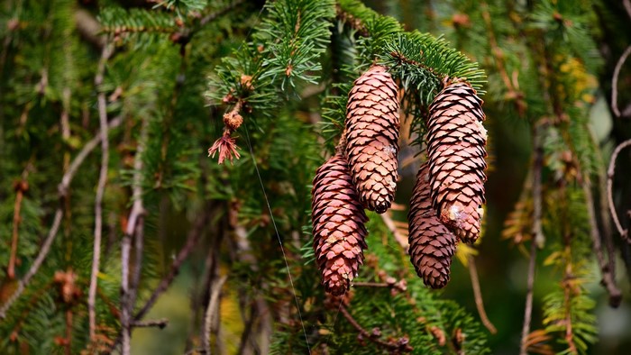 Spruce tree with hanging pine cones