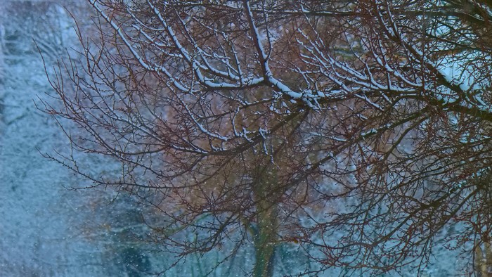 4K Snow on Tree Branches