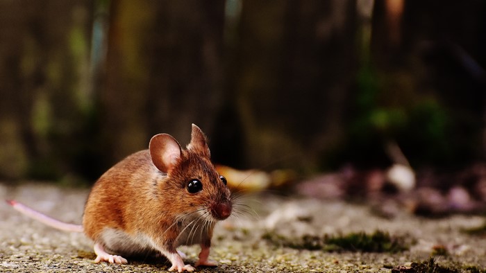 Mouse
