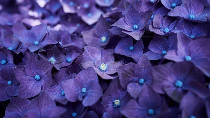 Close-up of purple Hydrangea flowers