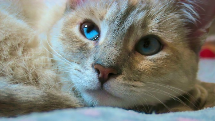 Close-up of a Siamese cat with blue eyes
