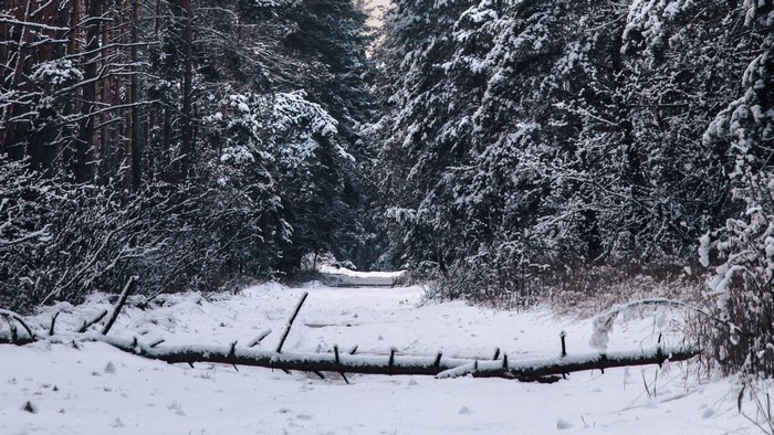 Snowy forest path with fallen tree